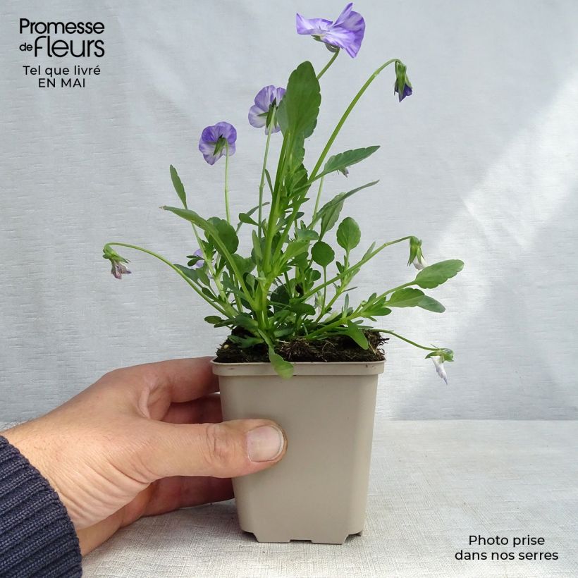 Exemplaar van Viola cornuta Columbine - Hoornviooltje Kweekpotje van 8/9 cm zoals geleverd in de lente