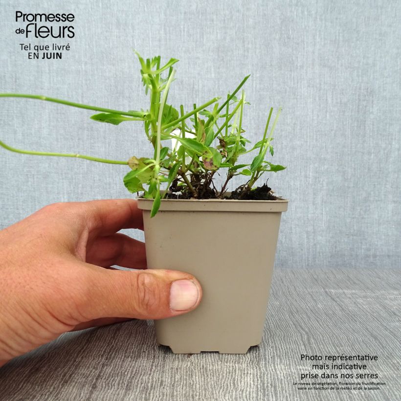 Exemplaar van Viola cornuta Columbine - Hoornviooltje Kweekpotje van 8/9 cm zoals geleverd in de zomer