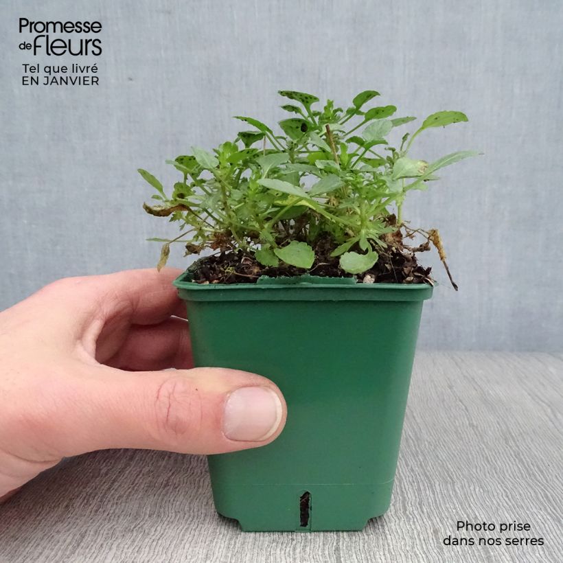 Example of Viola cornuta Columbine - Hoornviooltje Kweekpotje van 8/9 cm as you get in hiver