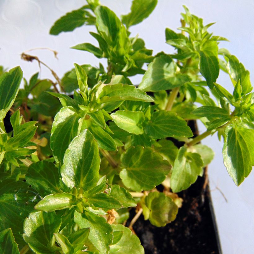Viola cornuta Icy But Spicy - Hoornviooltje (Foliage)
