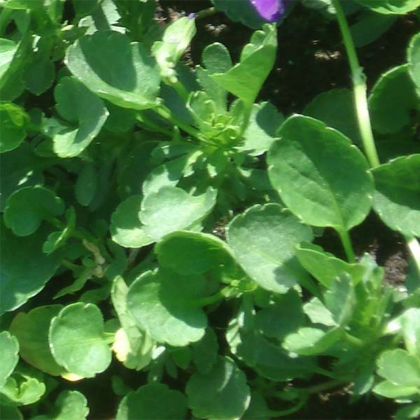 Viola cornuta Martin - Hoornviooltje (Foliage)