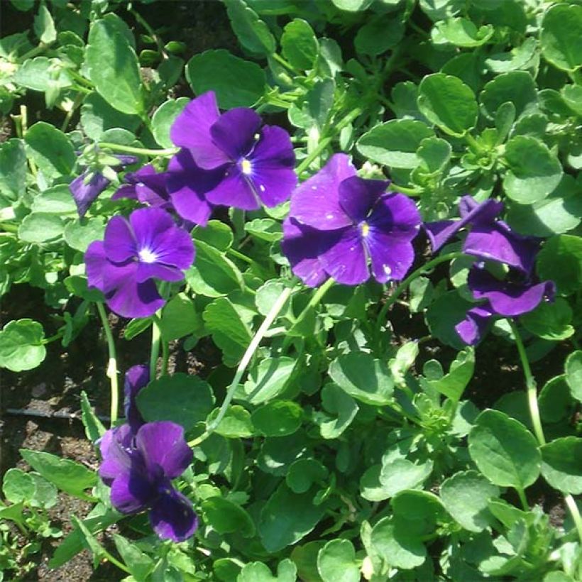 Viola cornuta Martin - Hoornviooltje (Flowering)
