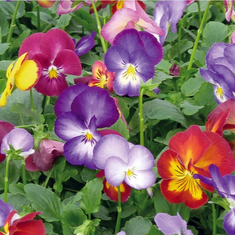 Viola wittrockiana Ultima Radiance F1 Mix - Middel-grootbloemige violen in mix (Bloei)