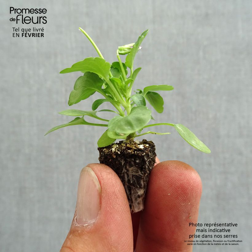 Exemplaar van Viola cornuta Butterfly Rose White Face - Hoornviooltje Minimotte: kluitje van 2,2 cm x 2 cm in kweekplaat per 35 stuks zoals geleverd in de herfst