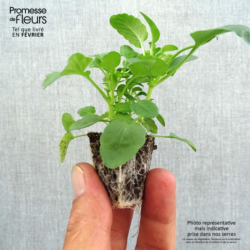 Exemplaar van Viola cornuta Butterfly Mix - Hoornviooltje Kluitplant: kluit 3,8 cm x 3,2 cm in een tray voor 16 planten zoals geleverd in de herfst