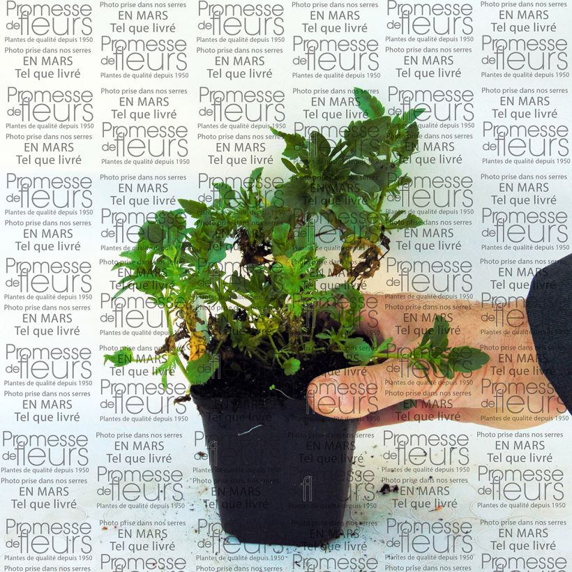 Voorbeeld van een exemplaar van Viola cornuta Irish Molly - Hoornviooltje Kweekpotje van 8/9 cm zoals geleverd