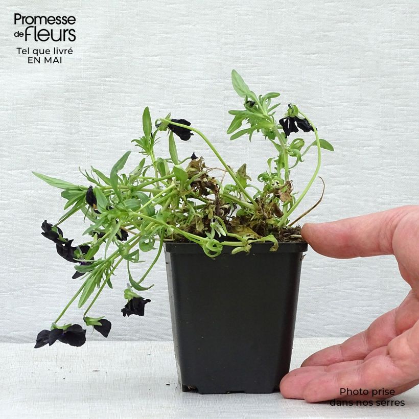 Exemplaar van Viola cornuta Molly Sanderson - Hoornviooltje Kweekpotje van 8/9 cm zoals geleverd in de lente