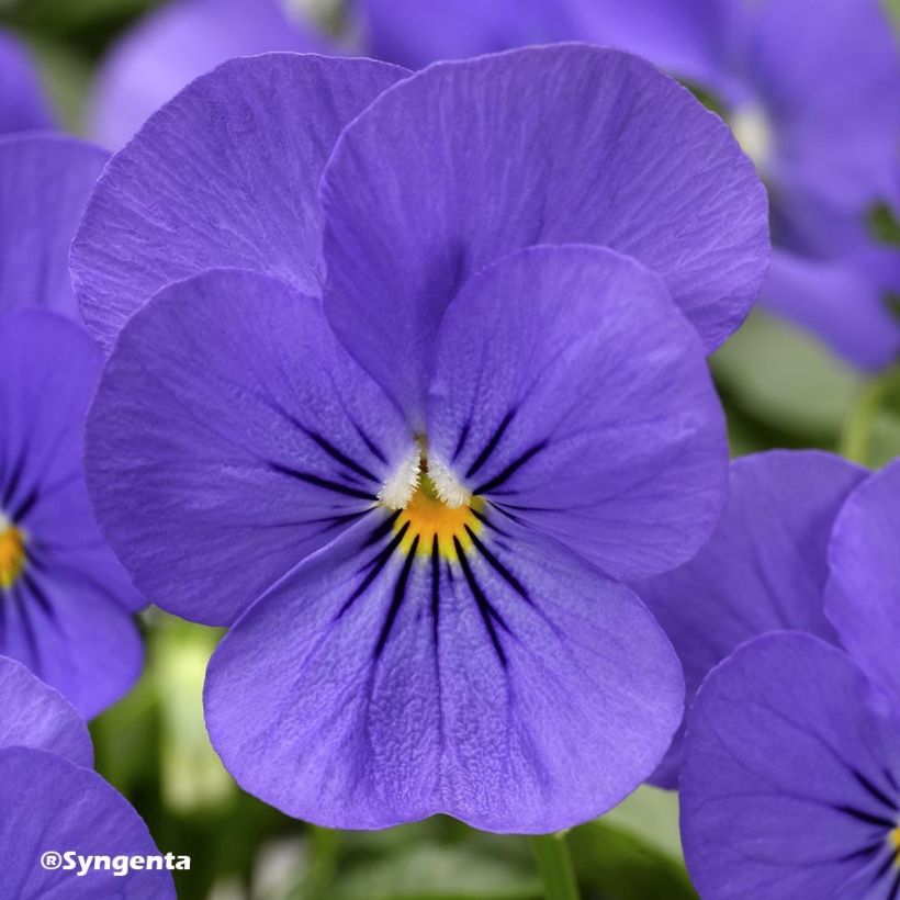 Viola cornuta F1 Penny Blue - Hoornviooltje (Bloei)