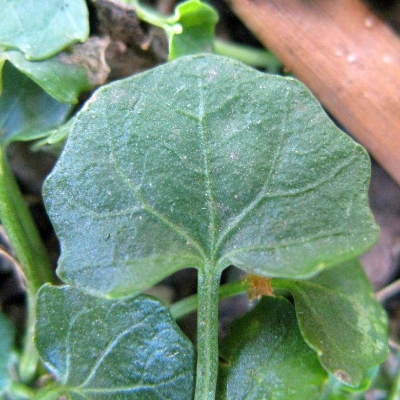 Viola hederacea - Klimopviooltje (Foliage)