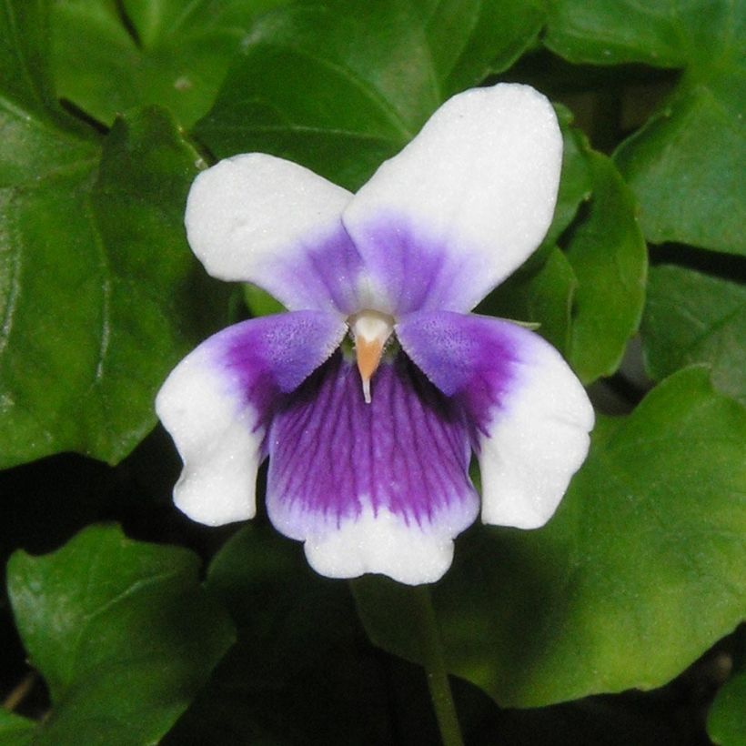 Viola hederacea - Klimopviooltje (Flowering)