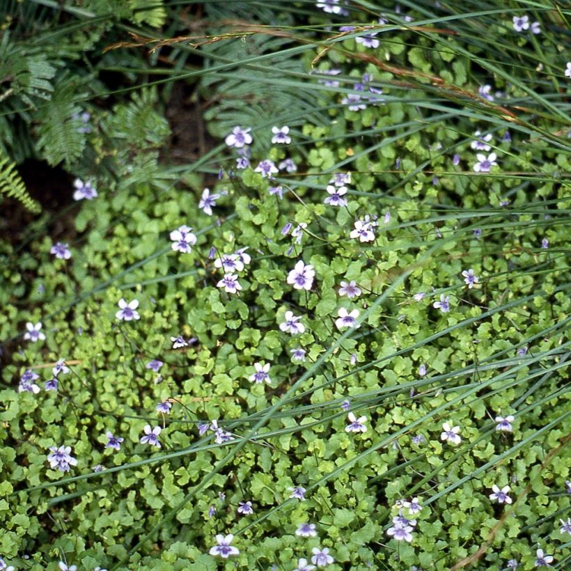 Viola hederacea - Klimopviooltje (Plant habit)