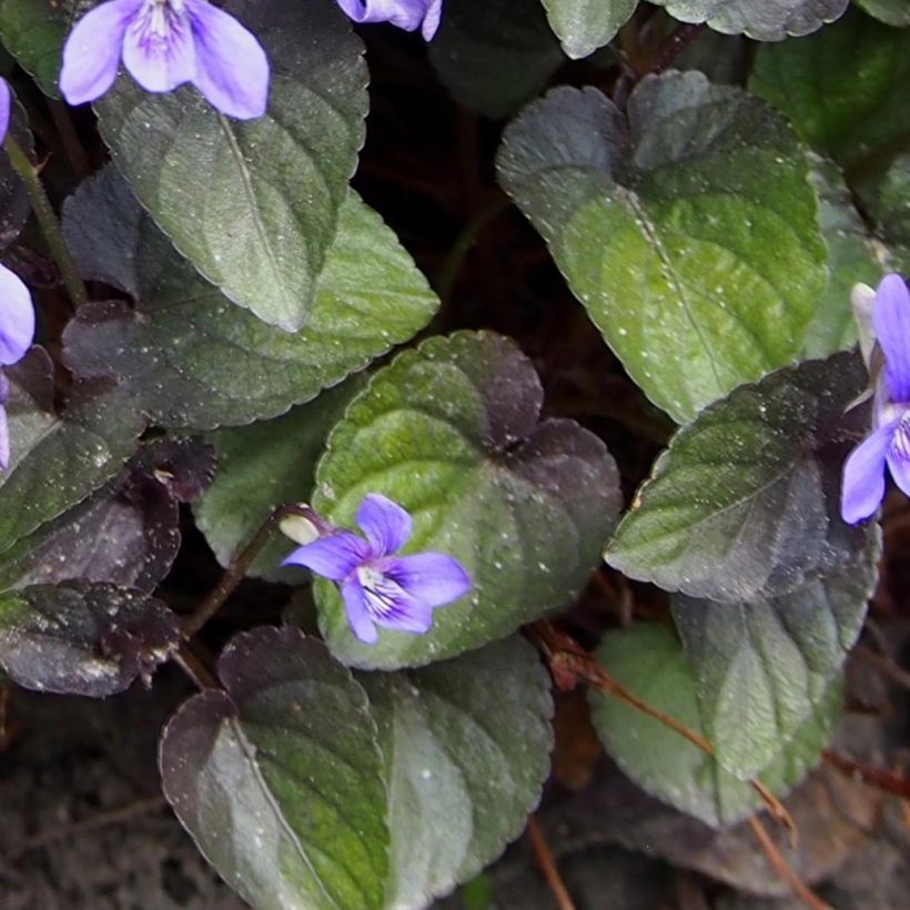 Viola riviniana var. purpurea - Bleeksporig bosviooltje (Foliage)