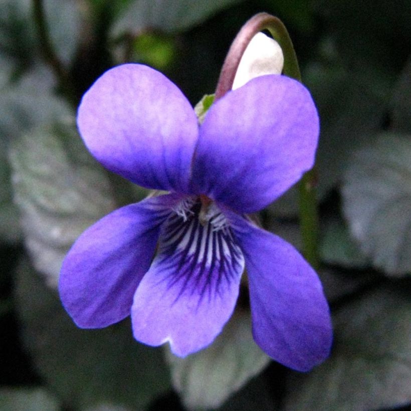 Viola riviniana var. purpurea - Bleeksporig bosviooltje (Flowering)
