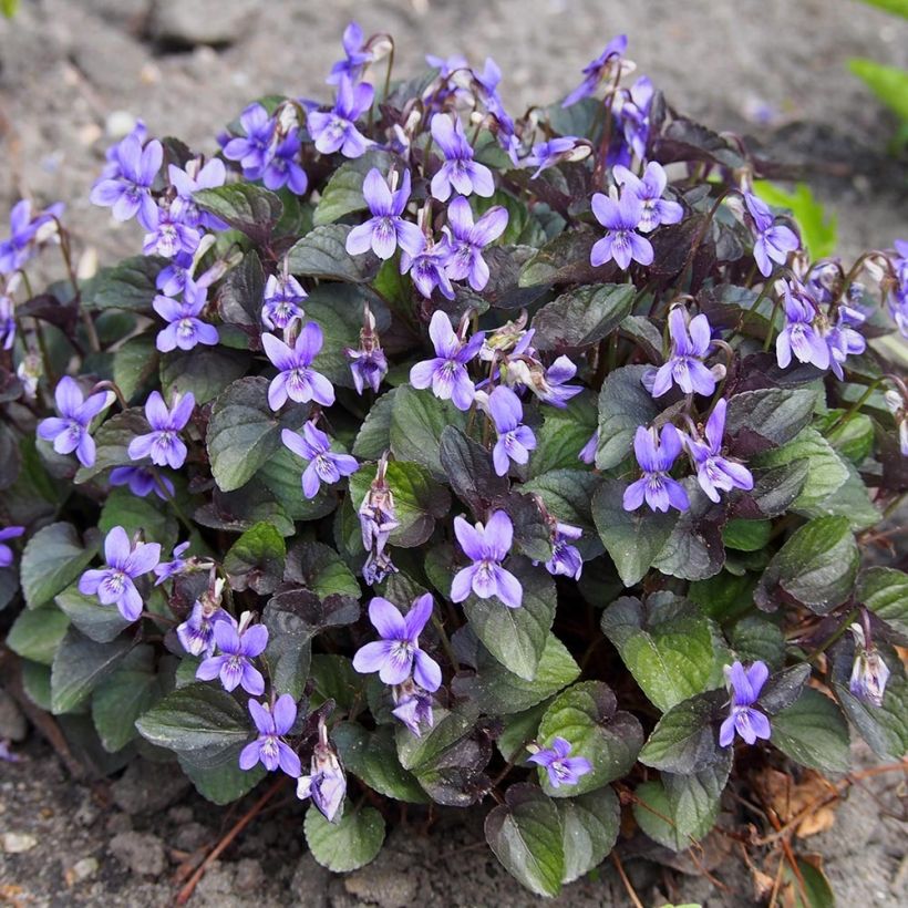 Viola riviniana var. purpurea - Bleeksporig bosviooltje (Plant habit)