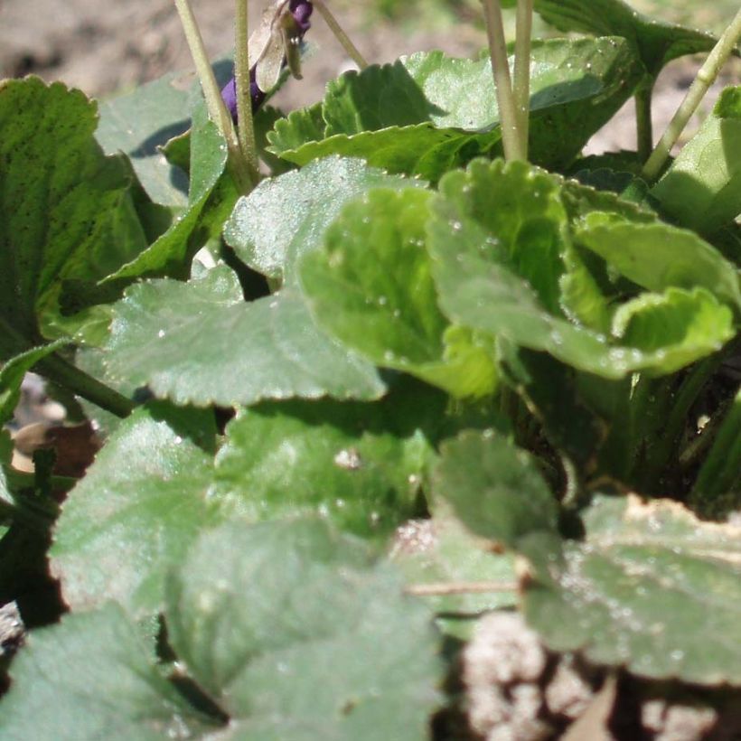 Viola odorata Plena - Geurviooltje (Foliage)