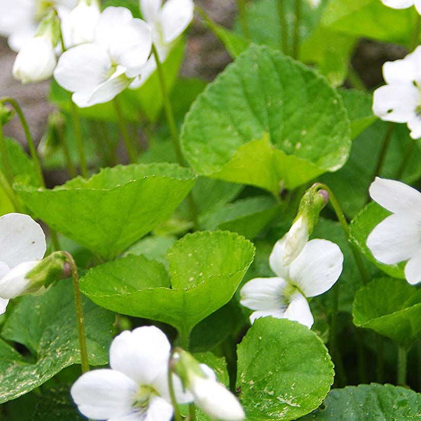 Viola sororia Albiflora - Zusterviooltje overblijvend (Foliage)