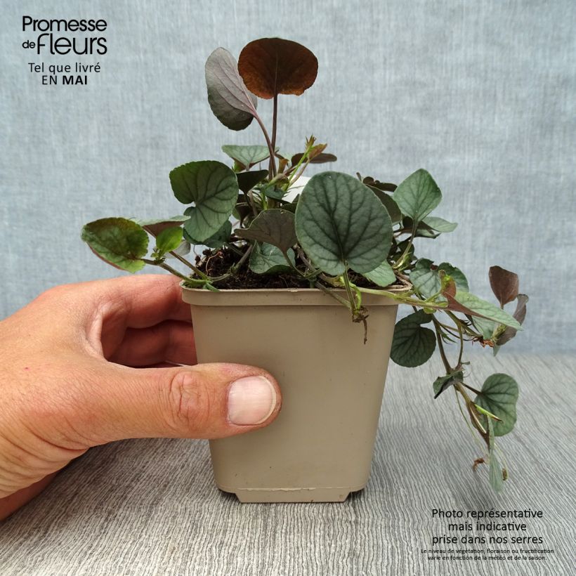 Exemplaar van Viola walteri Silver Gem - Viool Kweekpotje van 8/9 cm zoals geleverd in de lente