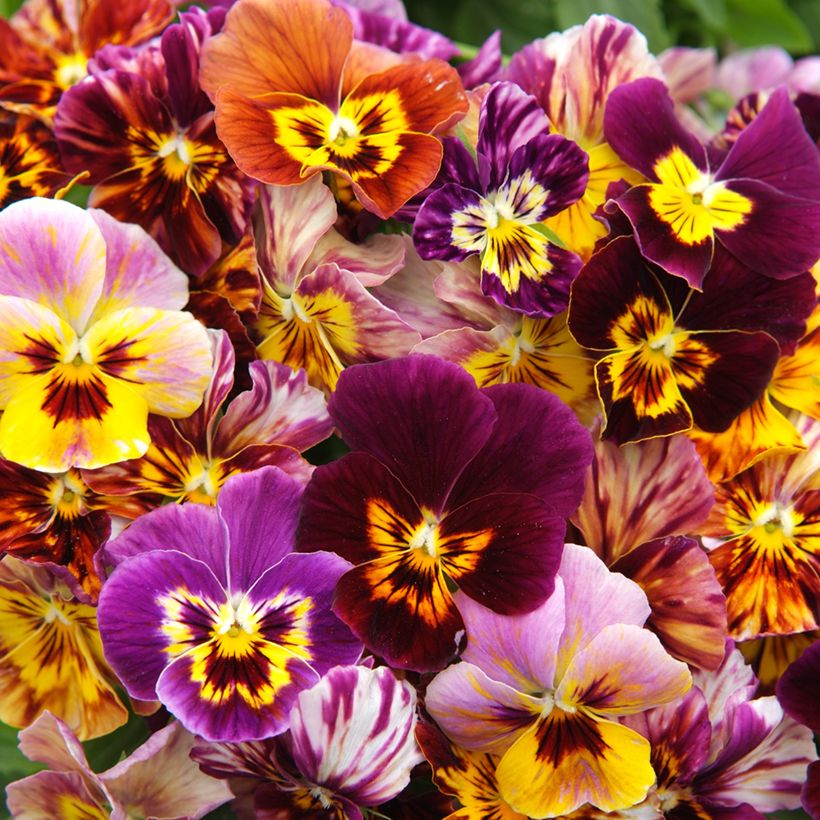 Viola wittrockiana Brush Strokes (zaad) - Grootbloemige viool (Bloei)