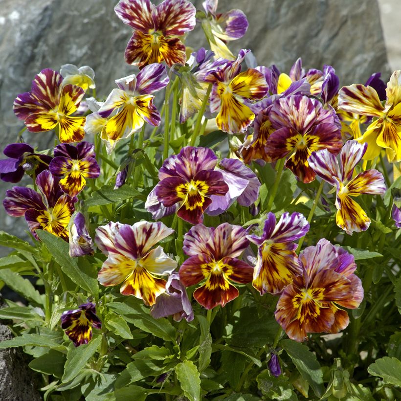 Viola wittrockiana Brush Strokes (zaad) - Grootbloemige viool (Groeiplaats)