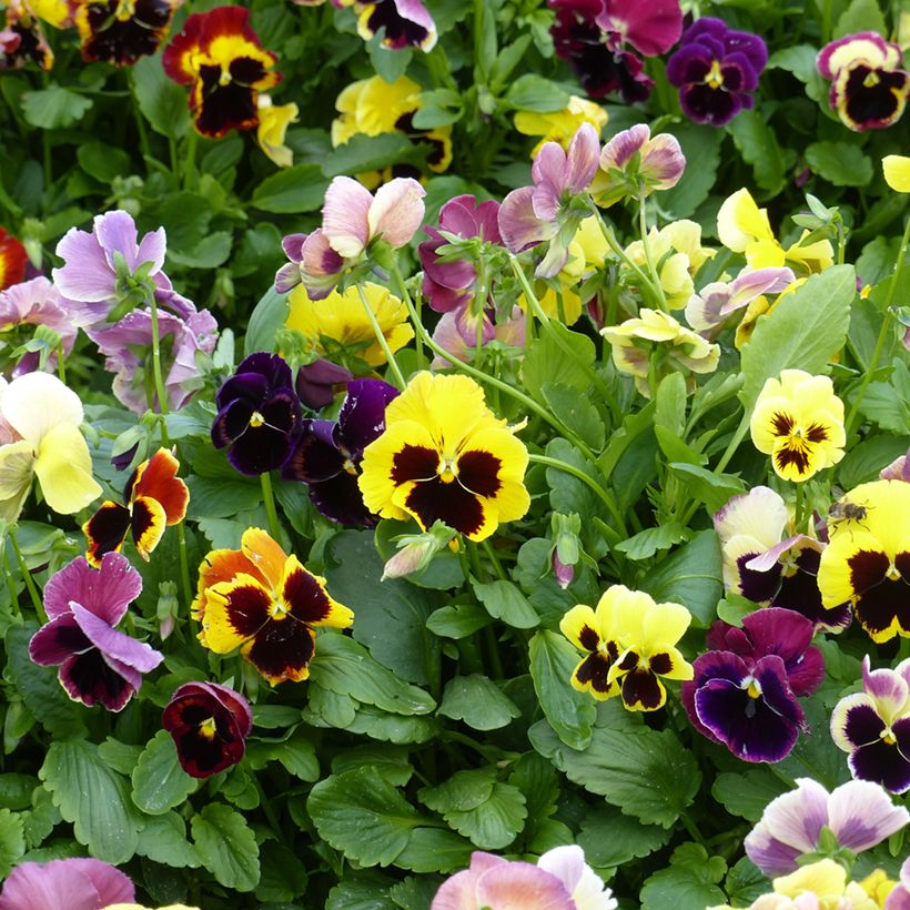Viola wittrockiana Mix Giant (zaad) - Grootbloemige viool (Bloei)