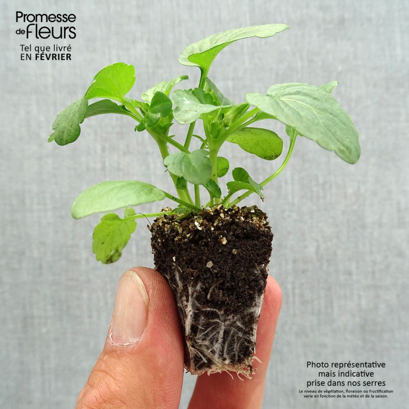 Exemplaar van Viola cornuta F1 Penny Orange - Hoornviooltje Kluitplant: kluit 3,8 cm x 3,2 cm in een tray voor 16 planten zoals geleverd in de herfst