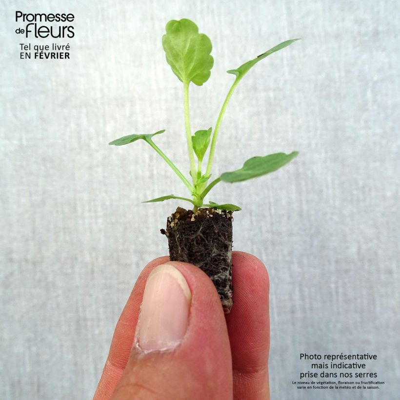 Exemplaar van Viola cornuta Butterfly Violet Antique - Hoornviooltje Mini-mot Ø 1,5/2,5 cm zoals geleverd in de herfst