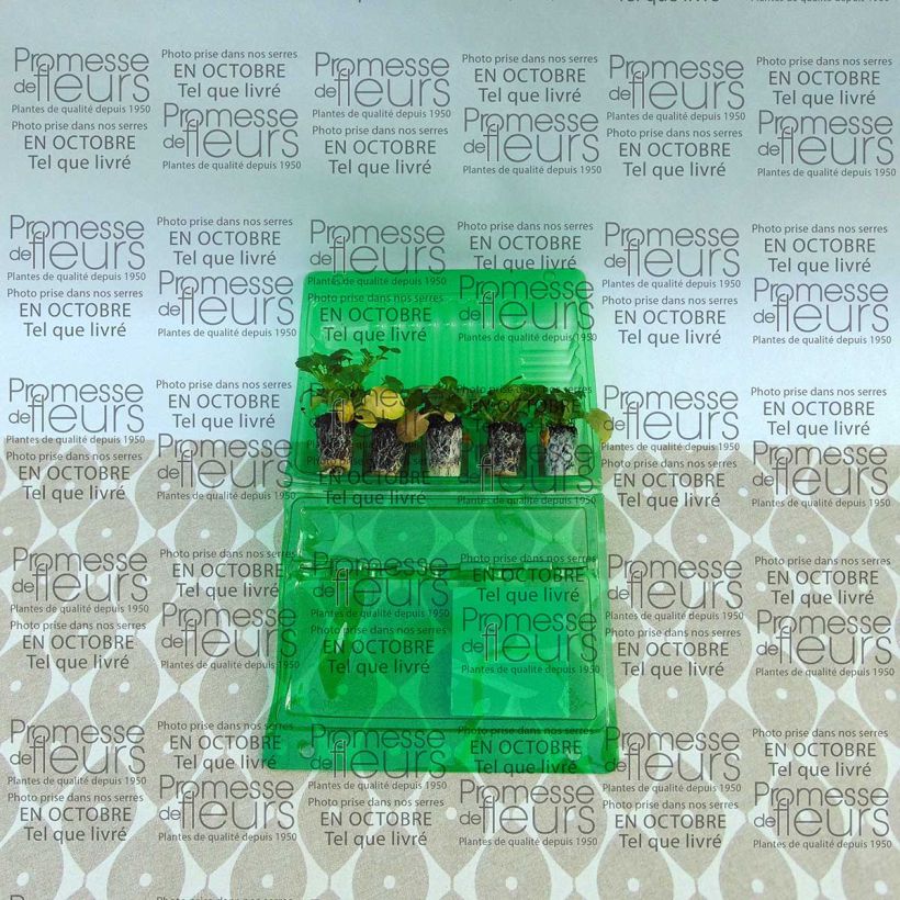 Voorbeeld van een exemplaar van Viola cornuta Callisto F1 Orange Purple Wing - Hoornviooltje Mini-mot Ø 1,5/2,5 cm zoals geleverd