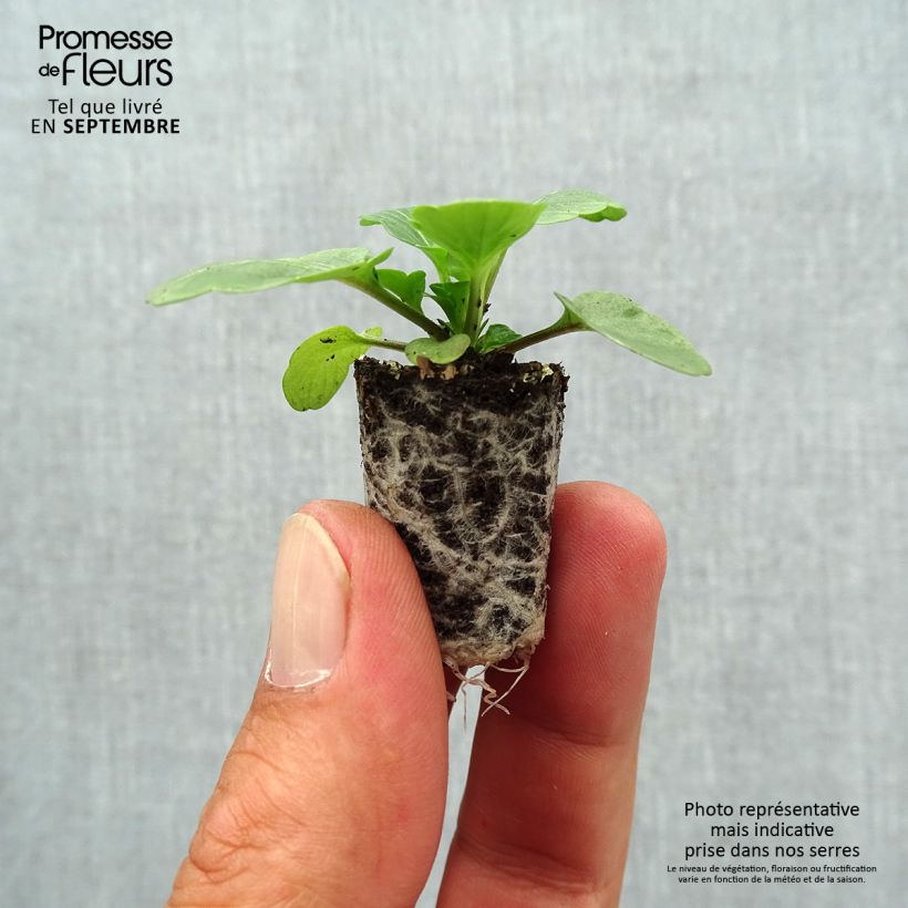 Exemplaar van Viola cornuta Evo Mini / Sorbet XP Tiger Eyes - Hoornviooltje Mini-mot Ø 1,5/2,5 cm zoals geleverd in de herfst