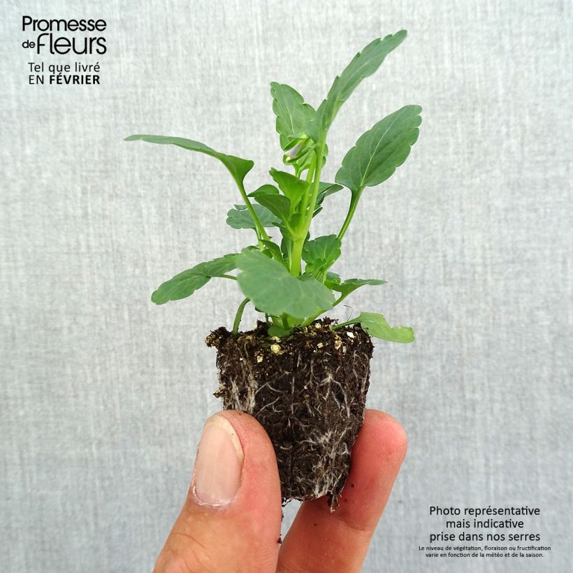 Exemplaar van Viola cornuta Kitty Surprise F1 - Hoornviooltje Kluitplant: kluit 3,8 cm x 3,2 cm in een tray voor 16 planten zoals geleverd in de herfst