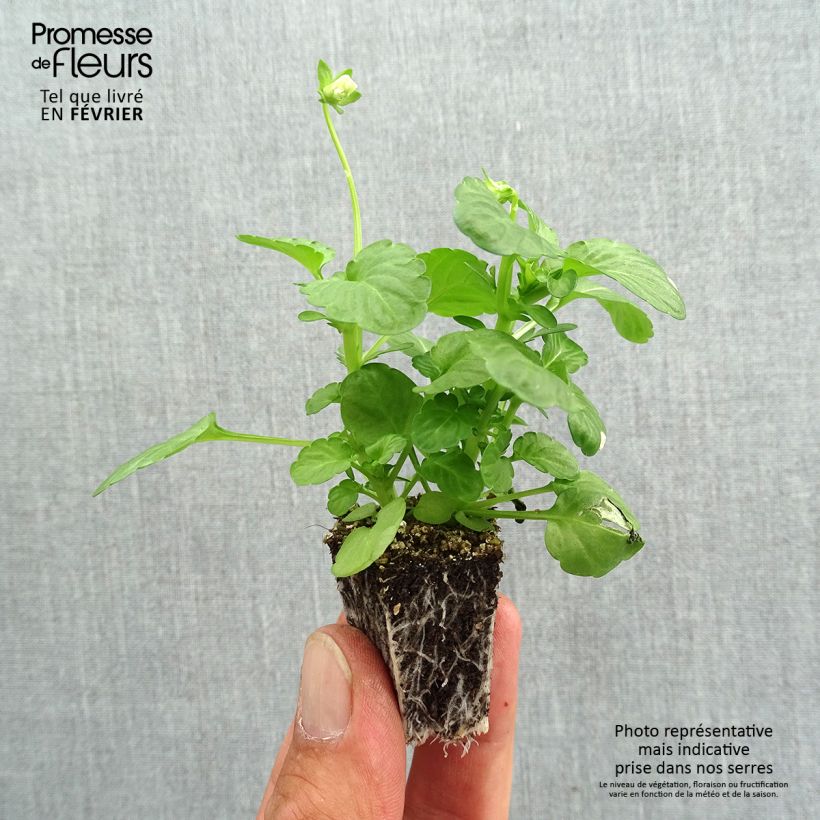 Exemplaar van Viola cornuta F1 Penny Blue - Hoornviooltje Kluitplant: kluit 3,8 cm x 3,2 cm in een tray voor 16 planten zoals geleverd in de herfst