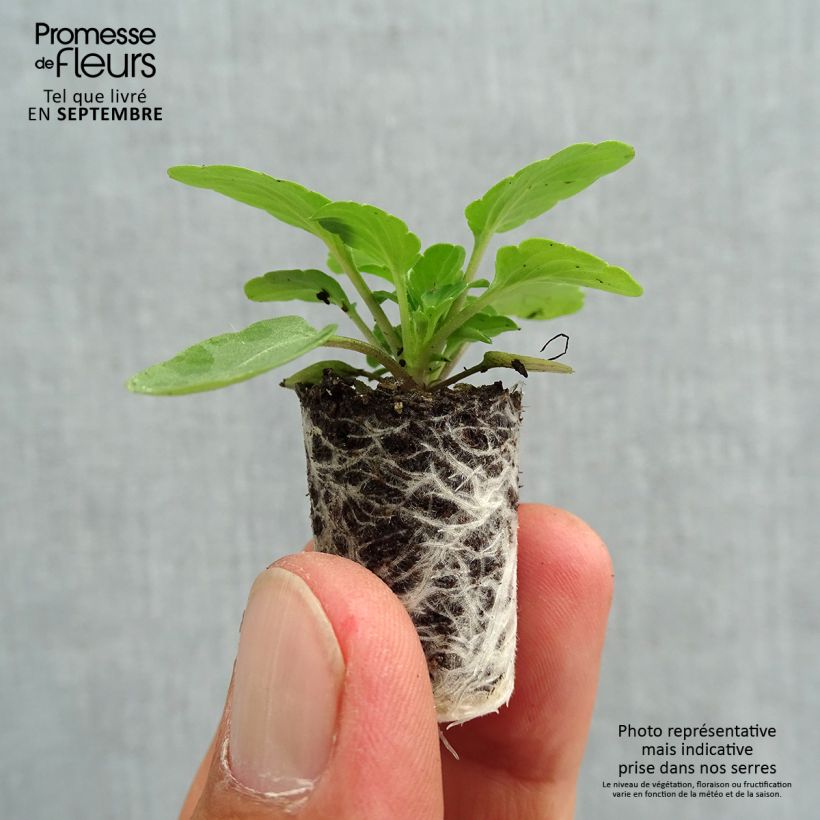 Example of Violette cornue Penny F1 Mickey Mini-motte - Viola cornuta Mini-mot Ø 1,5/2,5 cm as you get in automne