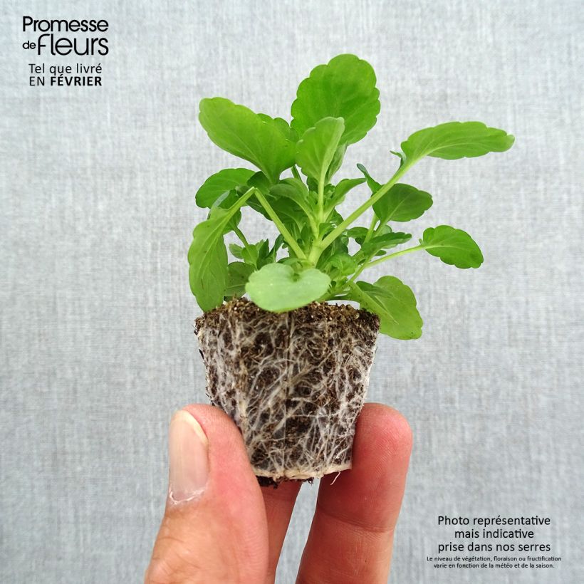 Exemplaar van Viola cornuta Sorbet Black Delight - Hoornviooltje Minimotte: kluitje van 2,2 cm x 2 cm in kweekplaat per 35 stuks zoals geleverd in de herfst
