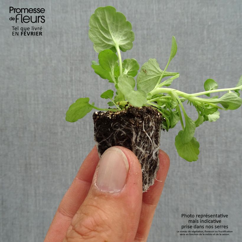 Exemplaar van Viola cornuta Sorbet Delft Blue - Hoornviooltje Kluitplant: kluit 3,8 cm x 3,2 cm in een tray voor 16 planten zoals geleverd in de herfst