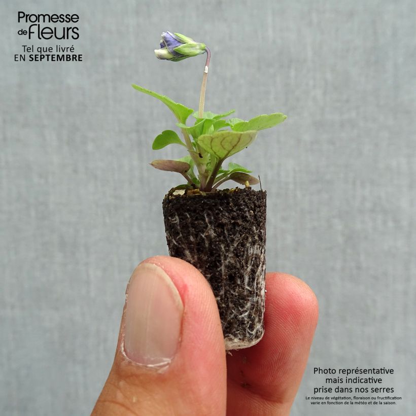 Exemplaar van Viola cornuta Sorbet Delft Blue - Hoornviooltje Mini-mot Ø 1,5/2,5 cm zoals geleverd in de herfst