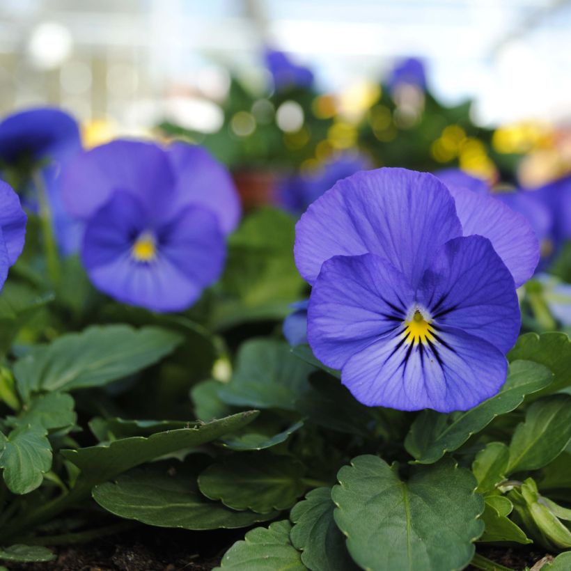 Viola cornuta Sorbet XP True Blue - Hoornviooltje (Bloei)