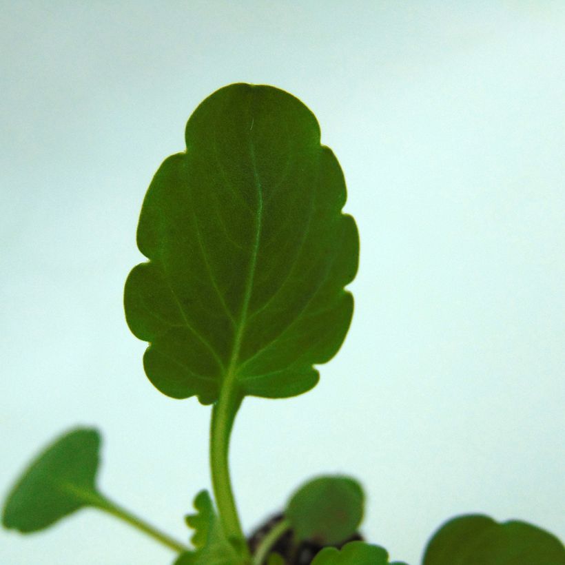 Viola cornuta Sorbet XP True Blue - Hoornviooltje (Blad)
