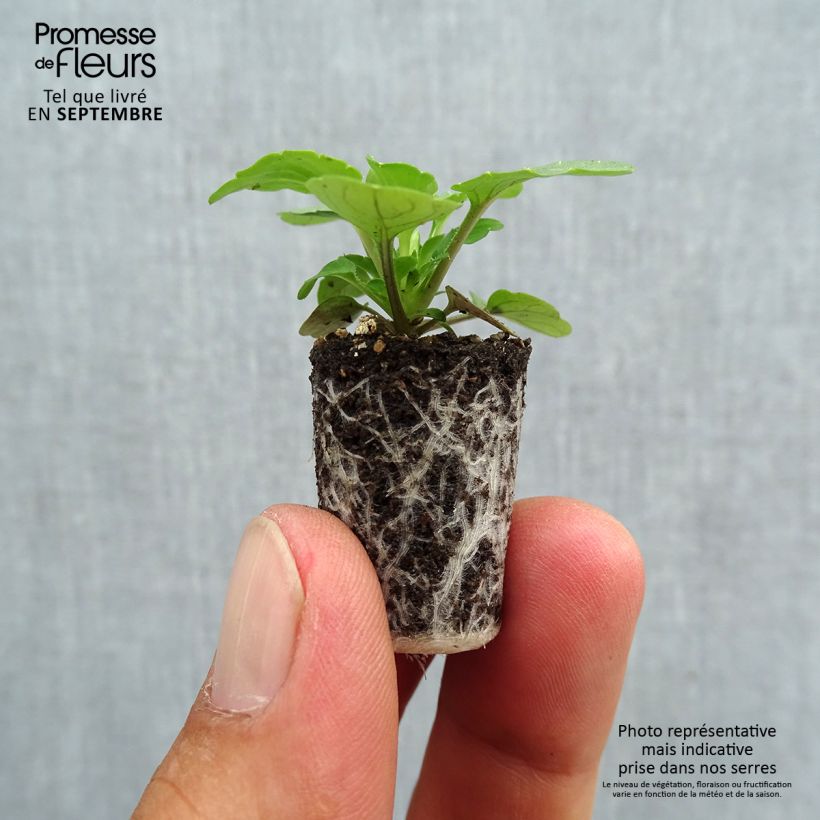 Exemplaar van Viola cornuta Sorbet XP True Blue - Hoornviooltje Mini-mot Ø 1,5/2,5 cm zoals geleverd in de herfst