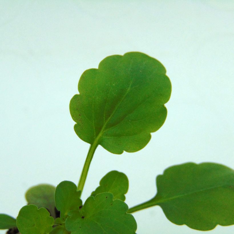 Viola cornuta Sorbet XP Yellow Blotch - Hoornviooltje (Blad)