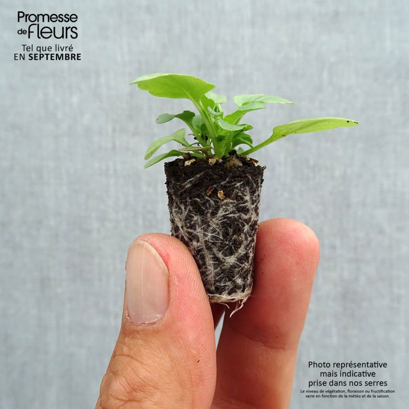 Exemplaar van Viola cornuta Sorbet XP Yellow Blotch - Hoornviooltje Mini-mot Ø 1,5/2,5 cm zoals geleverd in de herfst