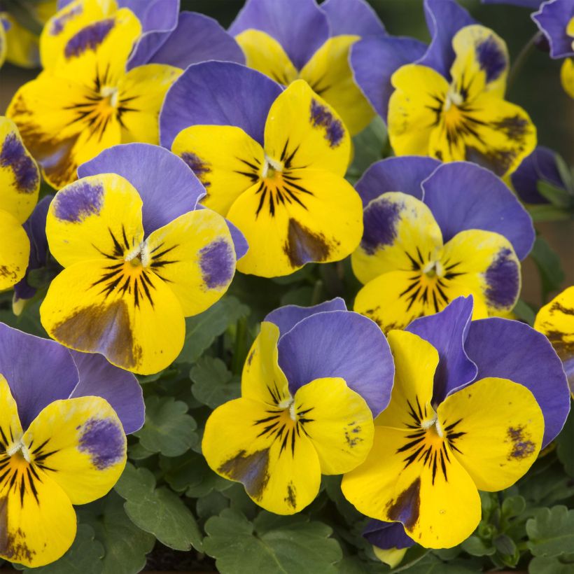 Viola cornuta Sorbet Yellow Blue Jump-Up - Hoornviooltje (Bloei)