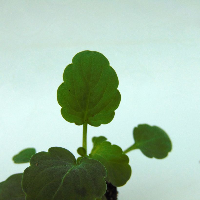 Viola cornuta Sorbet XP Raspberry - Hoornviooltje (Blad)