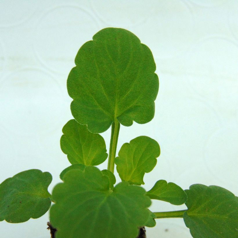 Viola cornuta Sorbet Delft Blue - Hoornviooltje (Blad)