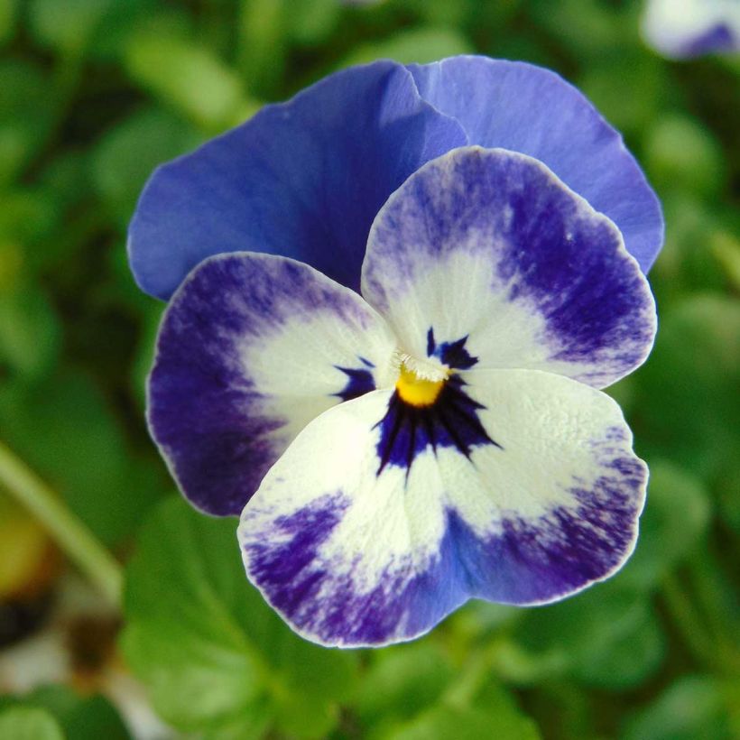 Viola cornuta Sorbet Delft Blue - Hoornviooltje (Bloei)