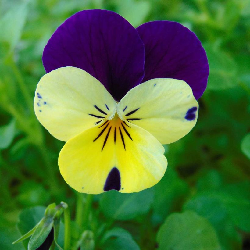 Viola cornuta XP Lemon Jump-Up - Hoornviooltje (Bloei)