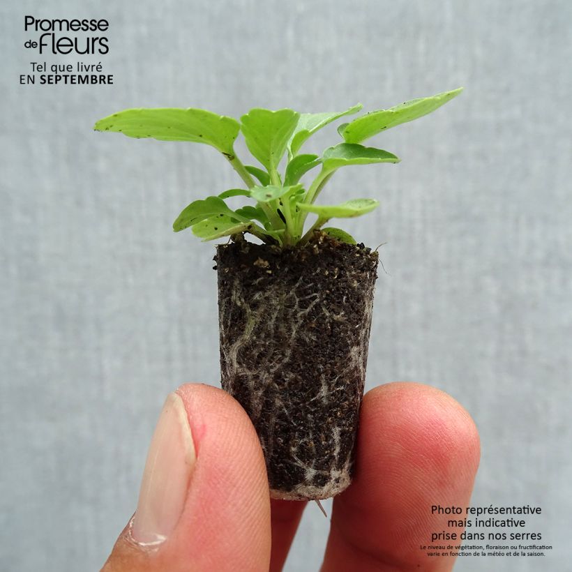 Exemplaar van Viola cornuta XP Lemon Jump-Up - Hoornviooltje Mini-mot Ø 1,5/2,5 cm zoals geleverd in de herfst