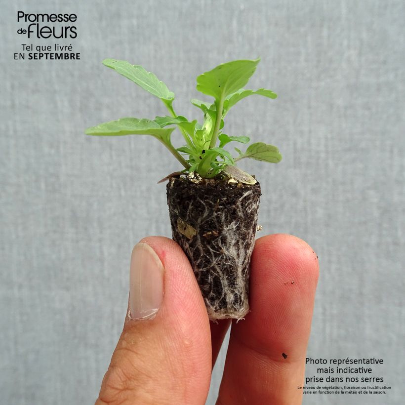 Exemplaar van Viola cornuta Sorbet XP Morpho - Hoornviooltje Mini-mot Ø 1,5/2,5 cm zoals geleverd in de herfst