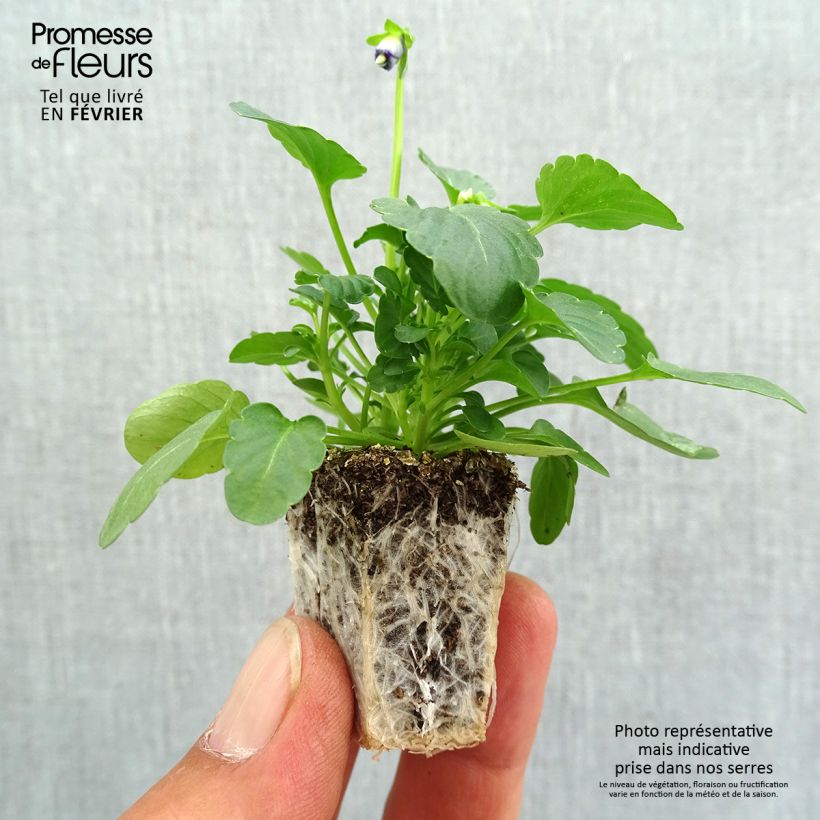 Exemplaar van Viola cornuta Sorbet XP Pink Halo - Hoornviooltje Kluitplant: kluit 3,8 cm x 3,2 cm in een tray voor 16 planten zoals geleverd in de herfst