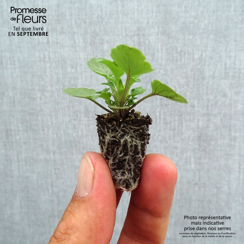 Exemplaar van Viola cornuta Sorbet Yellow Blue Jump-Up - Hoornviooltje Mini-mot Ø 1,5/2,5 cm zoals geleverd in de herfst