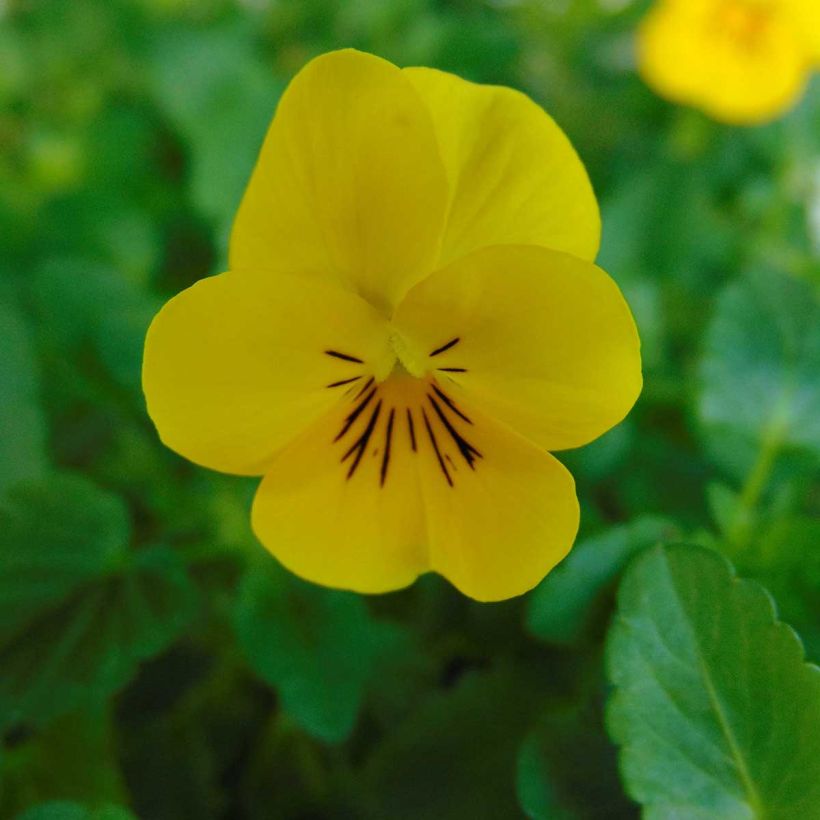 Viola cornuta XP Sorbet F1 Yellow - Hoornviooltje (Bloei)