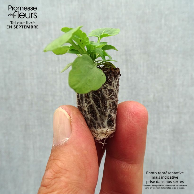 Exemplaar van Viola cornuta XP Sorbet F1 Yellow - Hoornviooltje Mini-mot Ø 1,5/2,5 cm zoals geleverd in de herfst